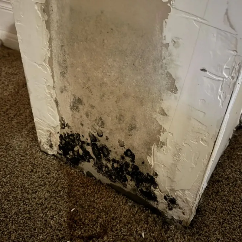 Professional Mold Removal in Summit County, OH